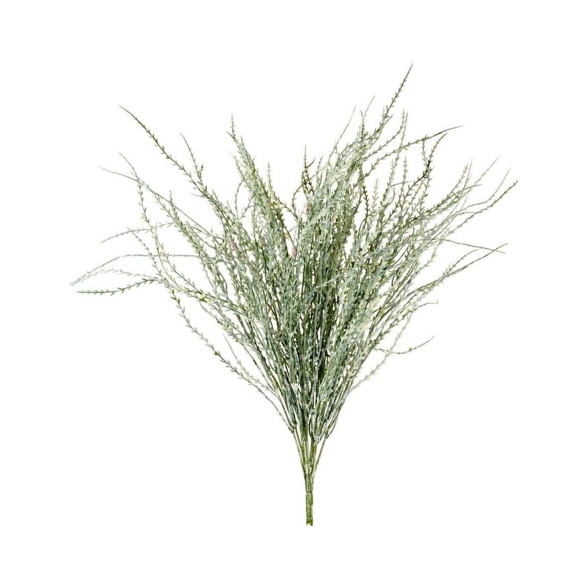 Wheatgrass Bush Light Green
