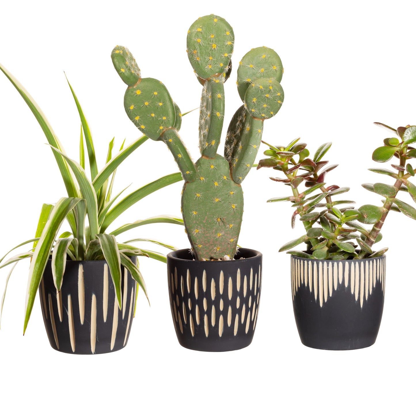 Black Sgrafitto Mini Planters Assorted Pattern