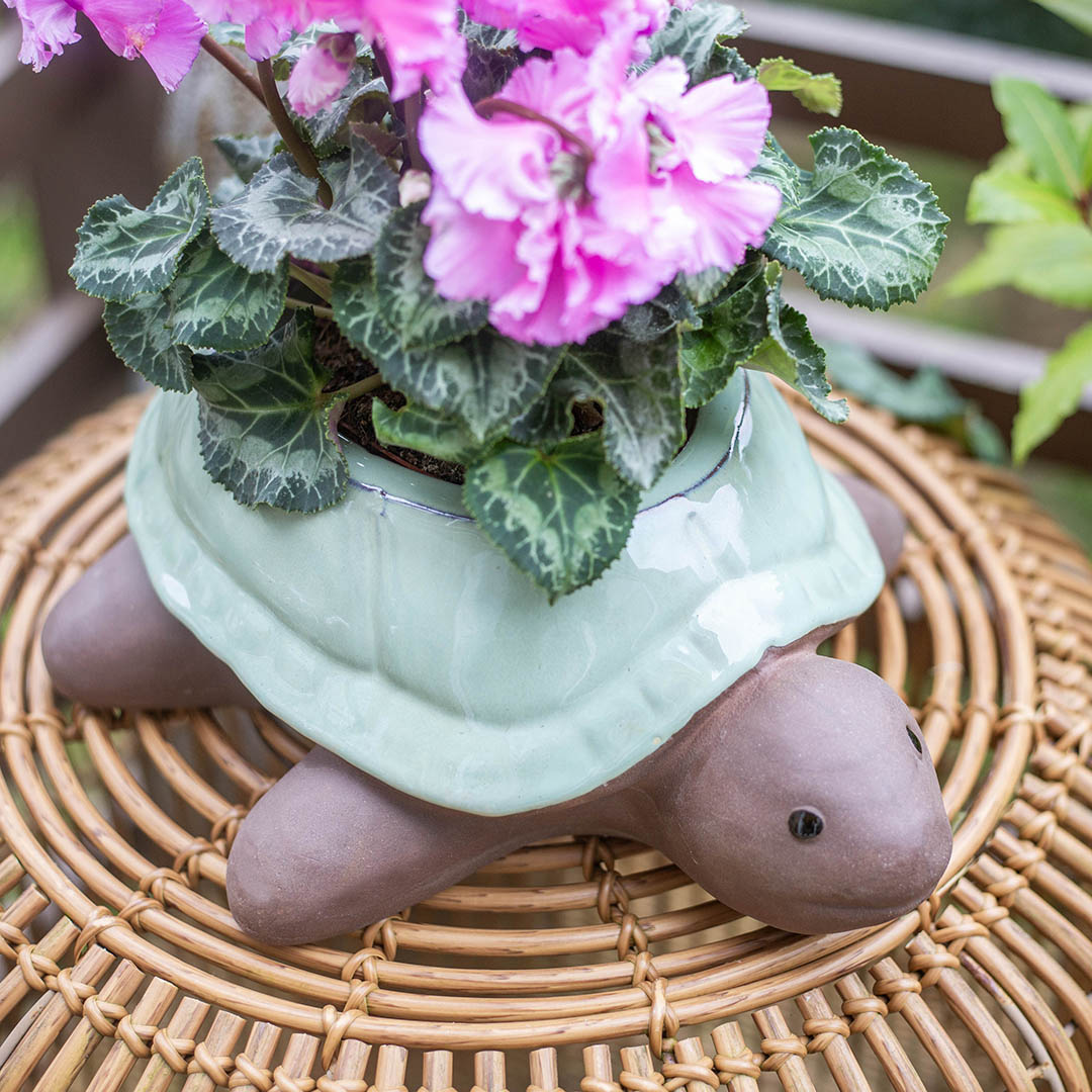 Glazed Tortiose Planter