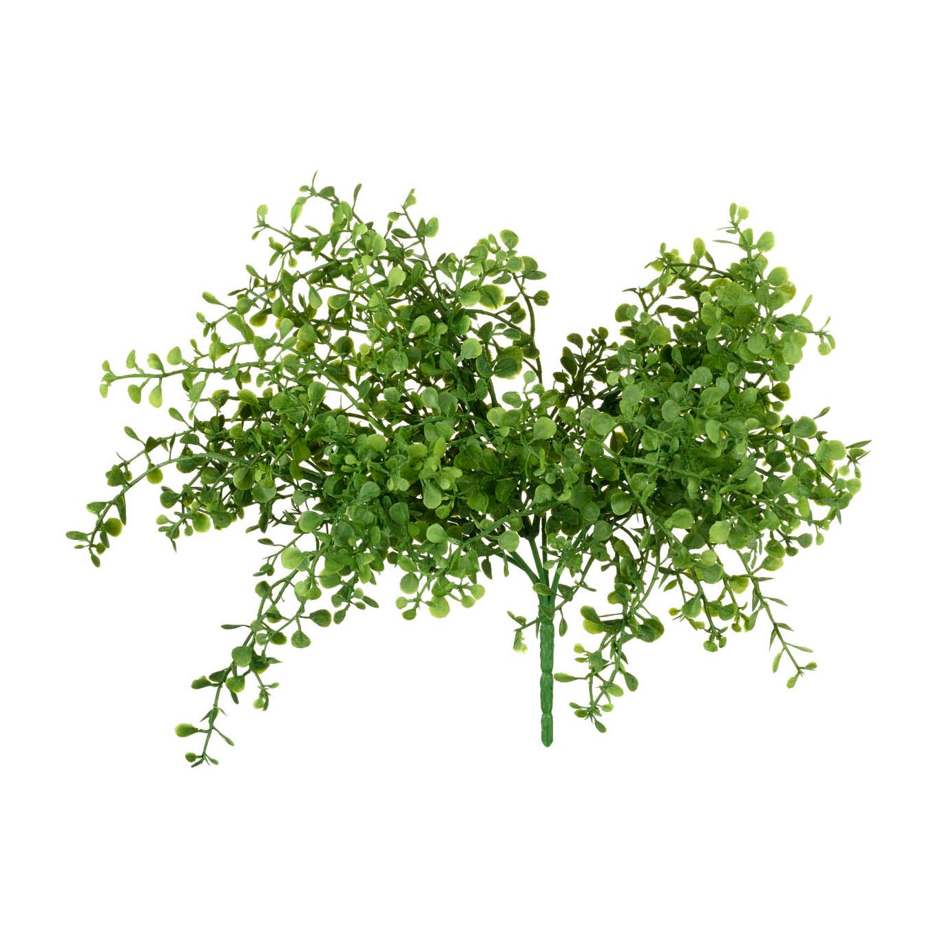 Button Leaf Bush Green